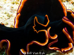 Flatworm, Heron Island by Bill Van Eyk 